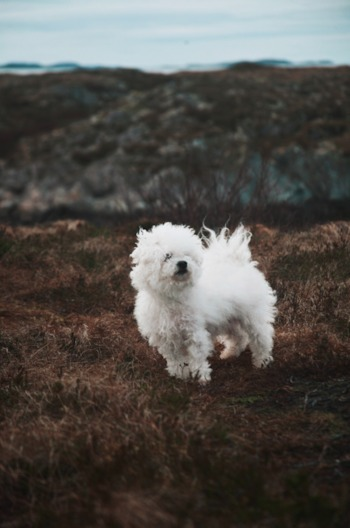 cute bichon frise dog